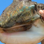 Community service for taking marine life illegally