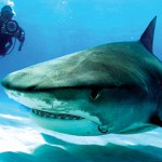 Sharks to be celebrated at June 4 festival