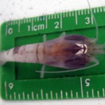 New shrimp species found in Cayman’s deep sea vents