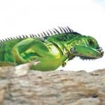 Green iguanas invading Sister Islands