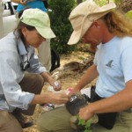 Rock Iguanas counted in Cayman Brac