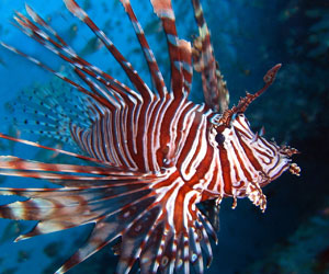 lionfish2-(Read-Only)-300x250.jpg