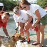 West Bay dogs pampered