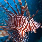 Little Cayman hosts lionfish awards