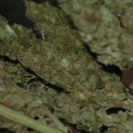 Premier: Gov’t supports medical uses for cannabis oil