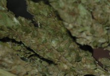 Candidates support leniency on marijuana