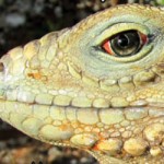 Green alert: Pros should kill iguanas on SI