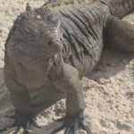 National Trust sets sights on land in Little Cayman