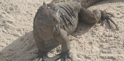 national-trust-rock-iguana-(Read-Only).jpg