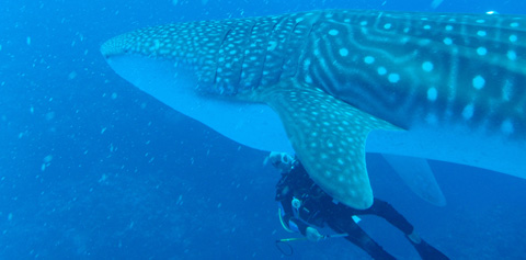 whale-shark-at-Kittiwake-(Read-Only).jpg