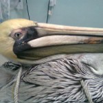 Fishermen beat pelican with oar