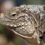 Speeding driver kills endangered pregnant iguana