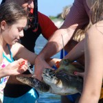 Turtle farm ups tracking research