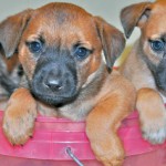 The dogs going to Camana Bay