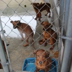 Animal cruelty cases: Charges laid in one of 225 reports