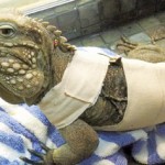 Injured rock iguana on road to recovery