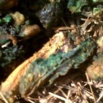 Ten dogs poisoned in three weeks