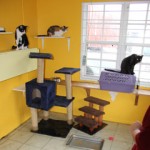 Humane society fears future flooding