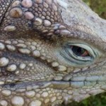 Another Cayman Brac iguana killed