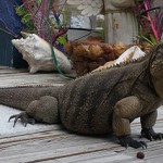 Endangered Brac iguana killed