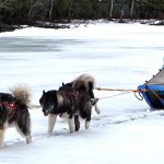 Dogsledding and reconciliation