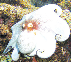 octopus-shot-(Read-Only).jpg