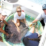 Sandbar stingray population in decline