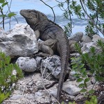Nelson released into wild