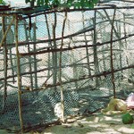Licence rule change allows residents to use two fish pots