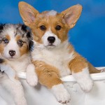 Take your dog to the spa