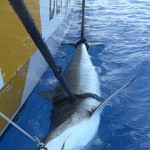 Public input on sharks sought