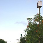 Bees inundate bat houses