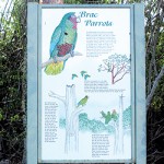 Parrots recovering, but threatened