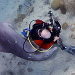 Divers warned against amorous dolphin