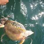 Beach and sea clean-up this weekend
