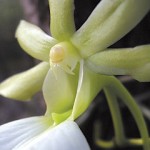 Ghost Orchid in top 100 endangered species