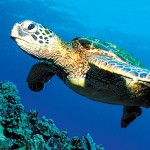 Cayman calling out for Eco-Warriors