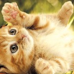 Support the humane society