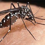 No local cases; Zika continues to spread across the Americas