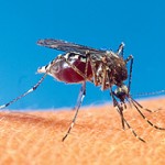 Public health officials monitor for yellow fever