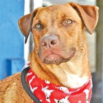 Older dogs need homes, too