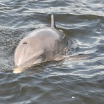 Marine experts to examine lone dolphin