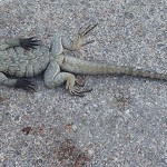 Another Brac iguana killed
