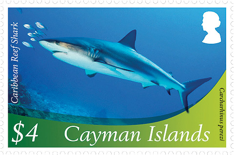 Caribbean-Reef-Shark.jpg