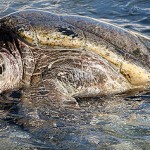 Turtle Farm: Saddled with debt, saddling up turtles