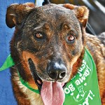 Your new furry friend: Bolgie