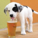 Caybrew presents Woofstock party