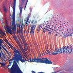 CULL Challenge is on for lionfish