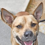 Dingo is lovely