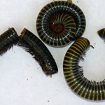 Millipedes making pests of themselves on Grand Cayman